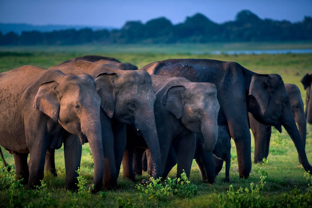 Horton Plains National Park Safari