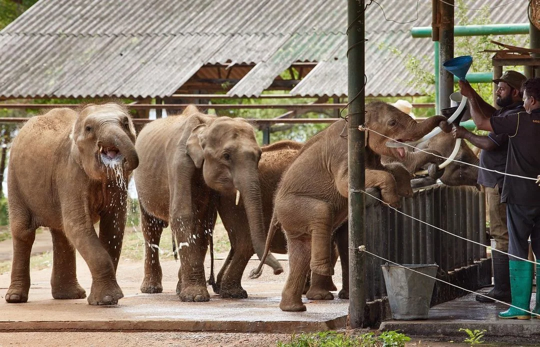 Udawalawe Elephant Transit Home