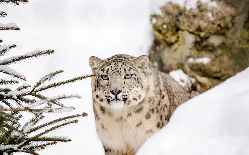 snow_leopord